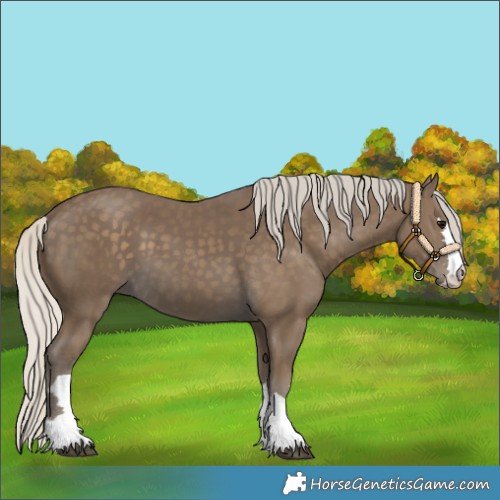 Horse Color:Silver Smoky Black