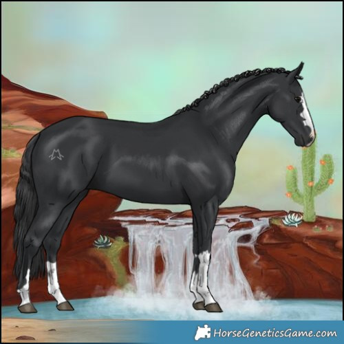 Horse Color:Black 