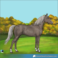 Horse Color:Silver Black