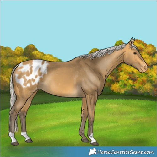 Horse Color:Silver Buckskin Blanket