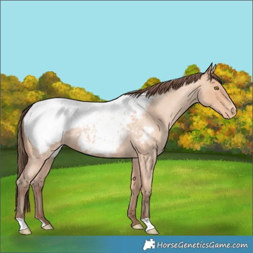Horse Color:Amber Champagne Roan Near Fewspot