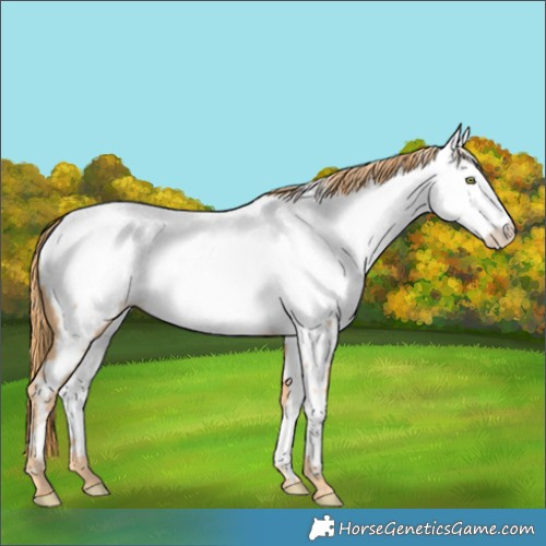 Horse Color:Gold Champagne Near Fewspot
