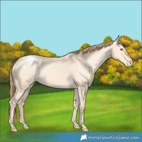 Horse Color:Gold Champagne Dun Varnish