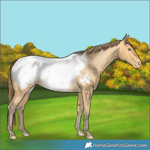 Horse Color:Amber Cream Champagne Snowcap 