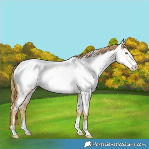 Horse Color:Gold Champagne Near Fewspot