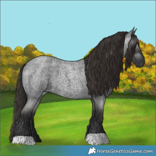 Horse Color:Gray Liver Red Roan 