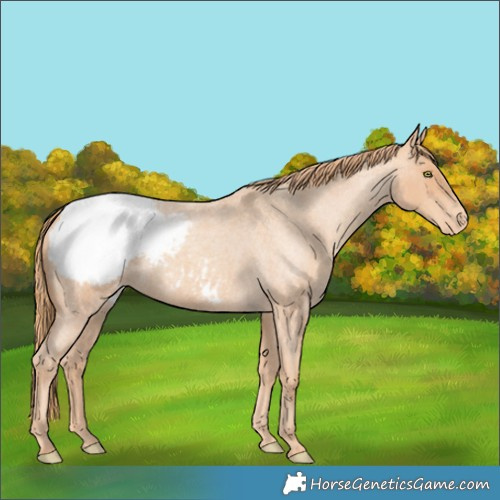 Horse Color:Gold Champagne Roan Snowcap