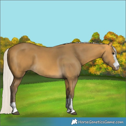 Horse Color:Silver Buckskin 