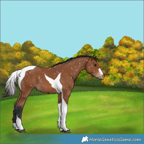 Horse Color:Bay Tobiano Appaloosa 