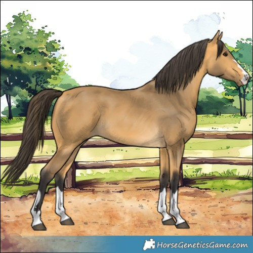 Horse Color:Buckskin 