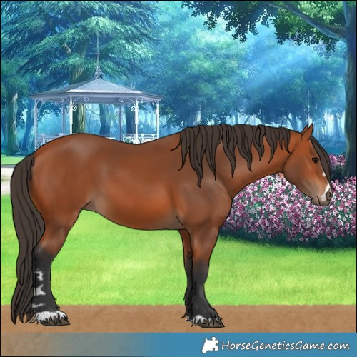 Horse Color:Bay 