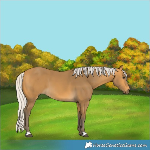 Horse Color:Silver Buckskin 