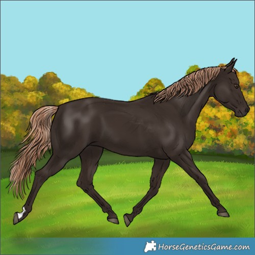 Horse Color:Liver Chestnut 