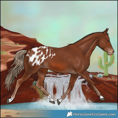 Horse Color:Chestnut Blanket 