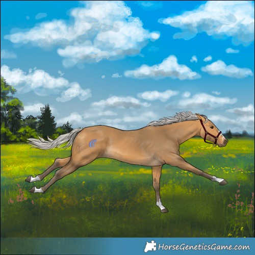 Horse Color:Silver Buckskin 