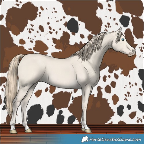 Horse Color:Smoky Creme Dun 