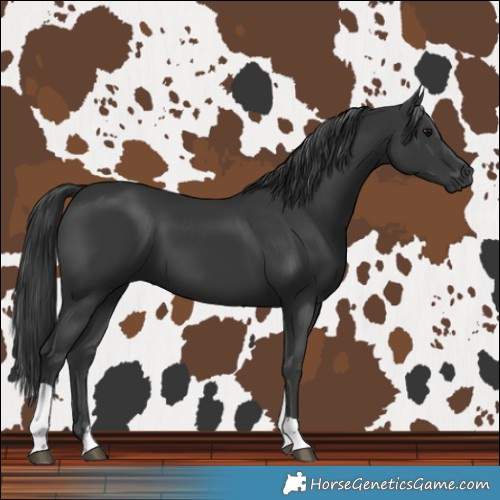 Horse Color:Black Tobiano 