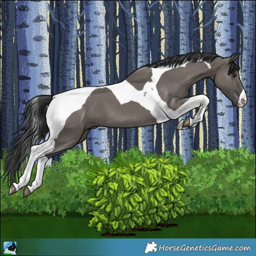 Horse Color:Grullo Tobiano