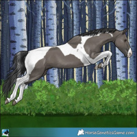 Horse Color:Grullo Tobiano