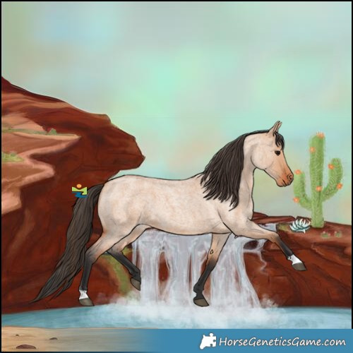 Horse Color:Bay Roan Dun 