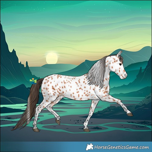 Horse Color:Bay Near Leopard