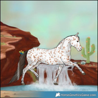 Horse Color:Bay Near Leopard 