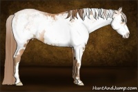 Horse Color:Bay Pearl Sabino Splash Frame
