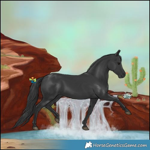Horse Color:Black 
