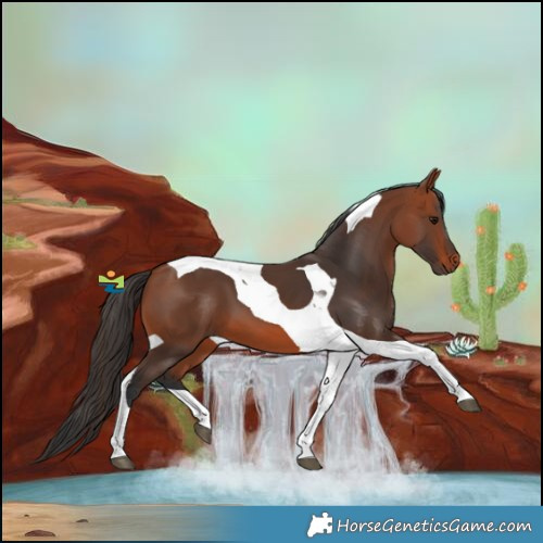 Horse Color:Bay Tobiano 