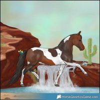 Horse Color:Bay Tobiano