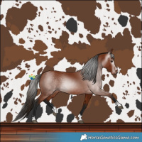 Horse Color:Gray Bay 