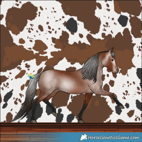 Horse Color:Gray Bay 