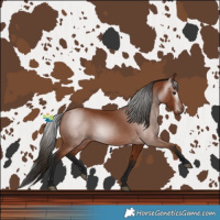 Horse Color:Gray Bay 