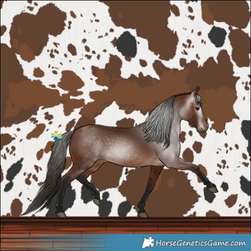 Horse Color:Gray Bay