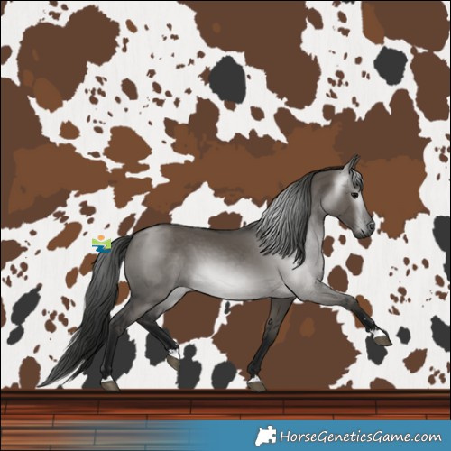 Horse Color:Gray Grullo 