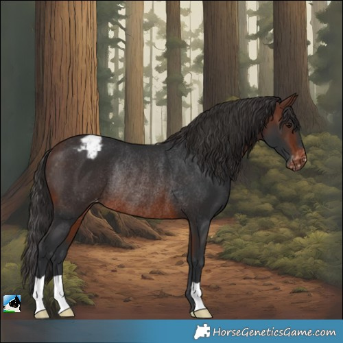 Horse Color:Brown Blanket Rabicano 
