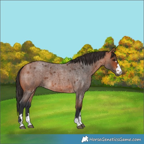 Horse Color:Bay Roan