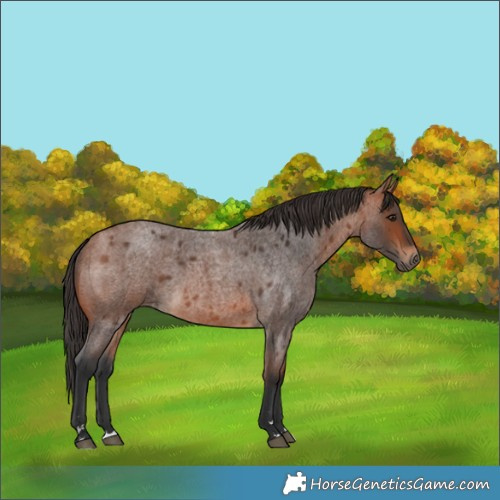 Horse Color:Bay Roan