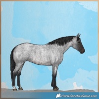 Horse Color:Brown Roan 