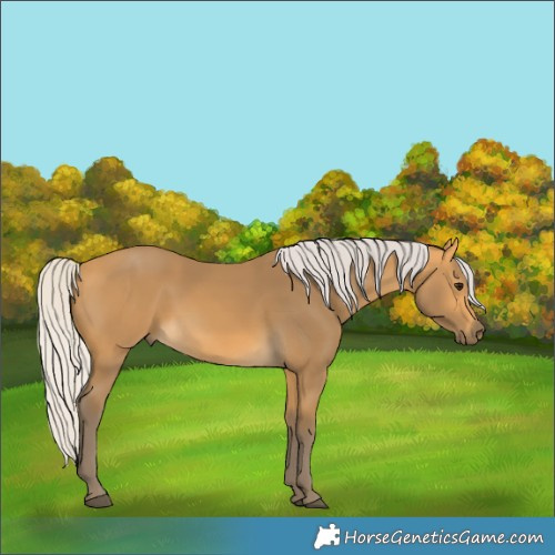 Horse Color:Silver Buckskin 