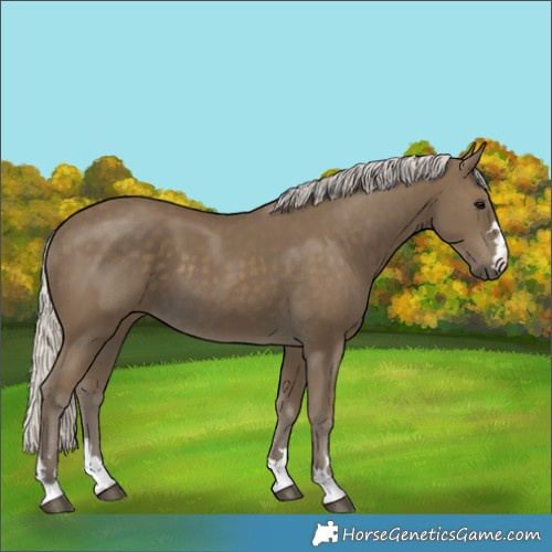 Horse Color:Silver Smoky Black