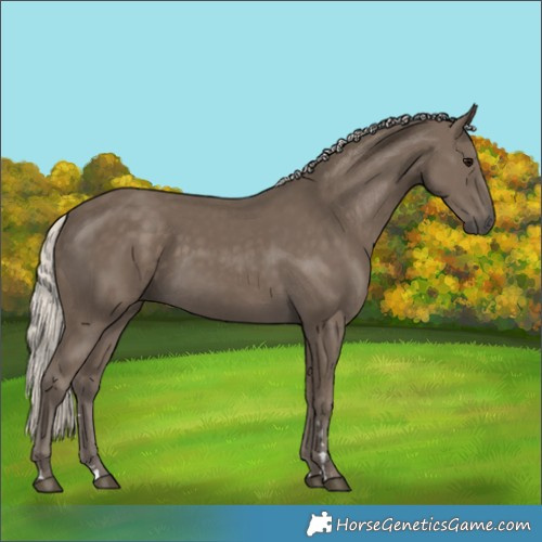 Horse Color:Silver Smoky Black 