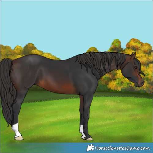 Horse Color:Brown 