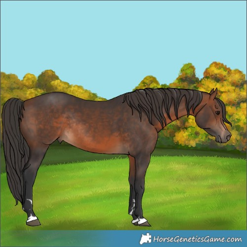 Horse Color:Brown Rabicano 