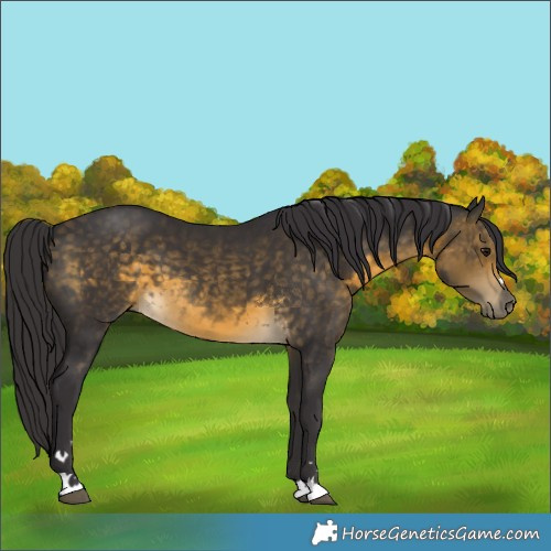 Horse Color:Buckskin