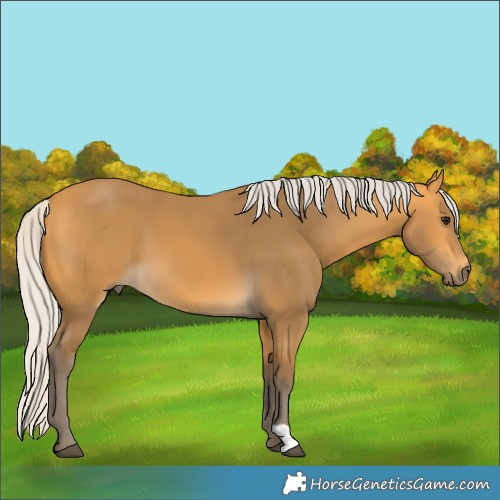 Horse Color:Silver Buckskin 