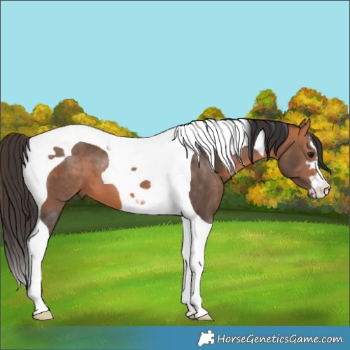 Horse Color:Bay Tobiano 
