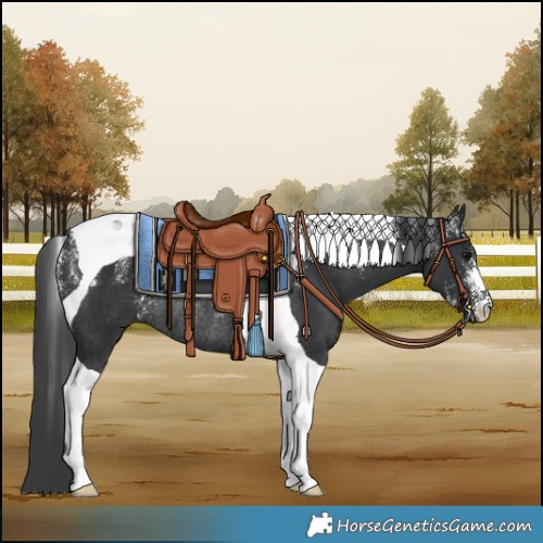 Horse Color:Powder White Black Tobiano Rabicano 