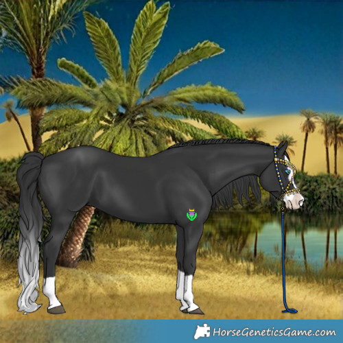 Horse Color:Black Splash