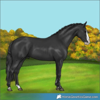 Horse Color:Black Splash